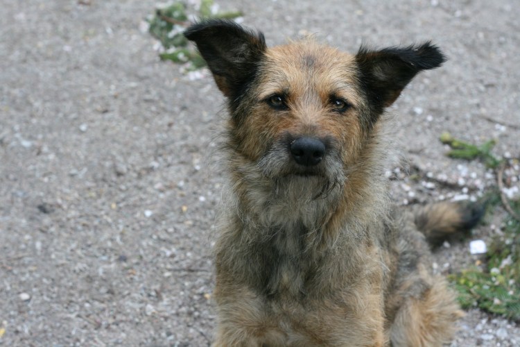 Статья про животных в газете