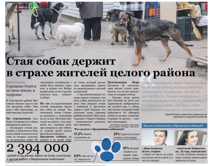 Корги кардиган Мерль