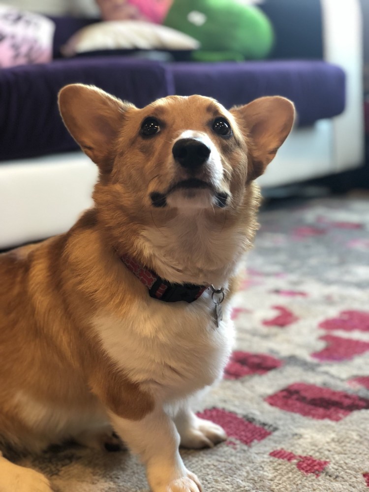 Метис корги и таксы