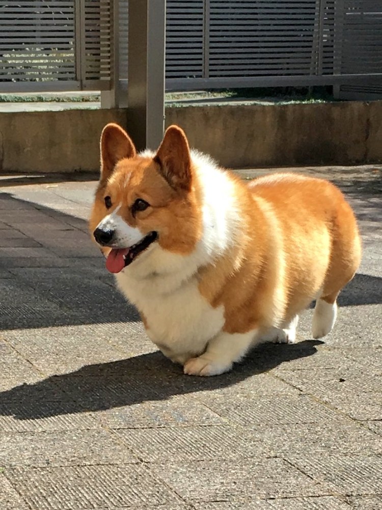 Вельш корги пемброк толстый