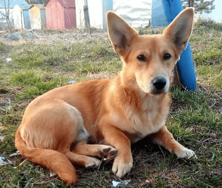 Метис корги и таксы