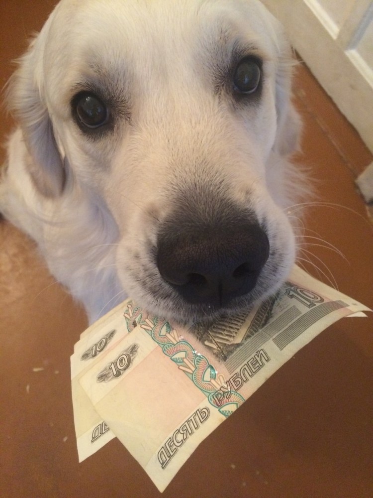 Собака мне некомфортно