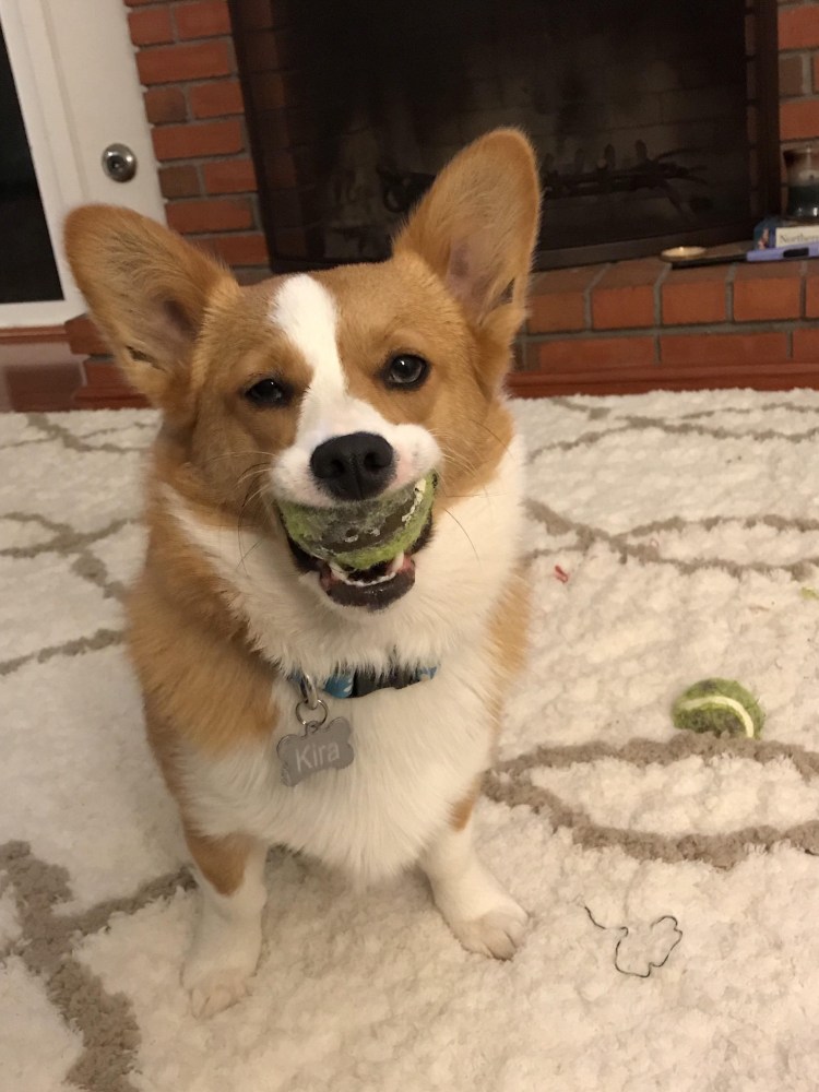 Метис корги и таксы