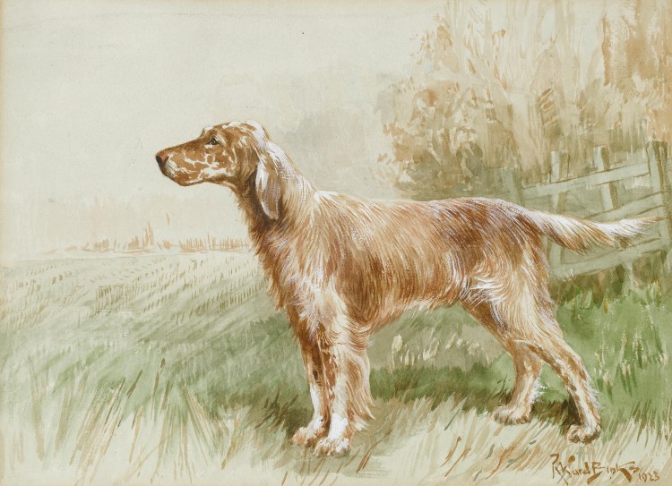Английский сеттер картина