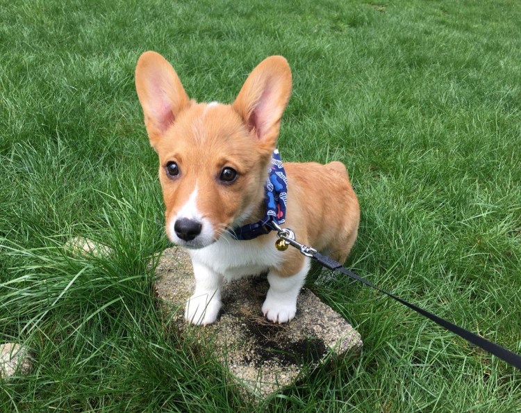 Корги и такса