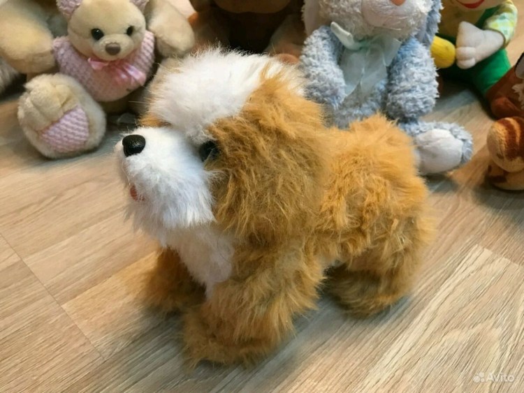 Вельш корги кардиган