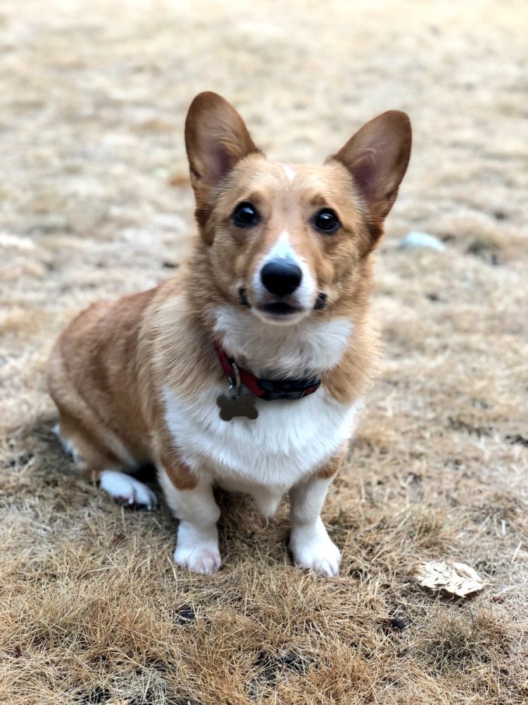 Вельш корги терьер