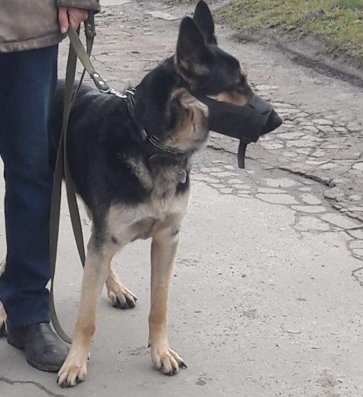 Пес должник