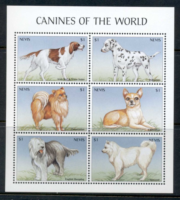 Бездомные собаки