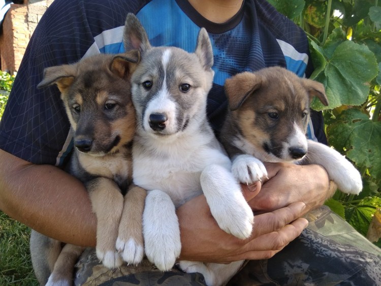 Аукцион собак