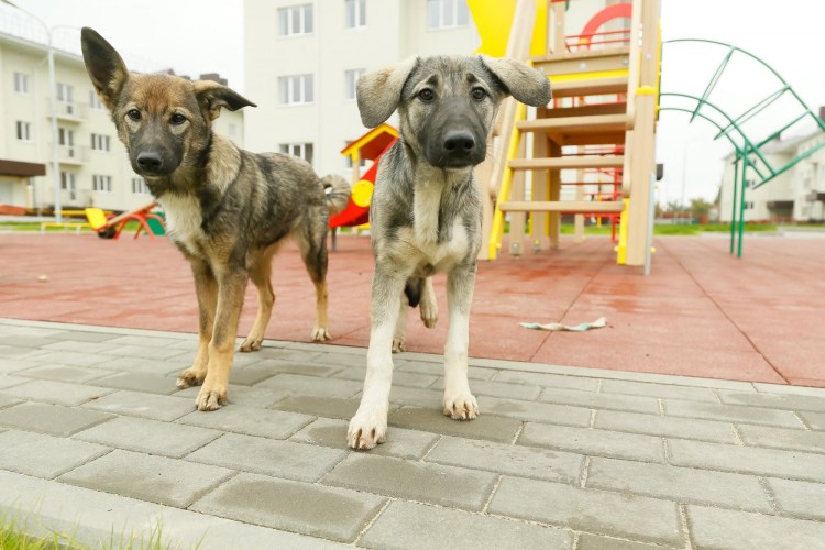 Дино приют для животных Волгоград