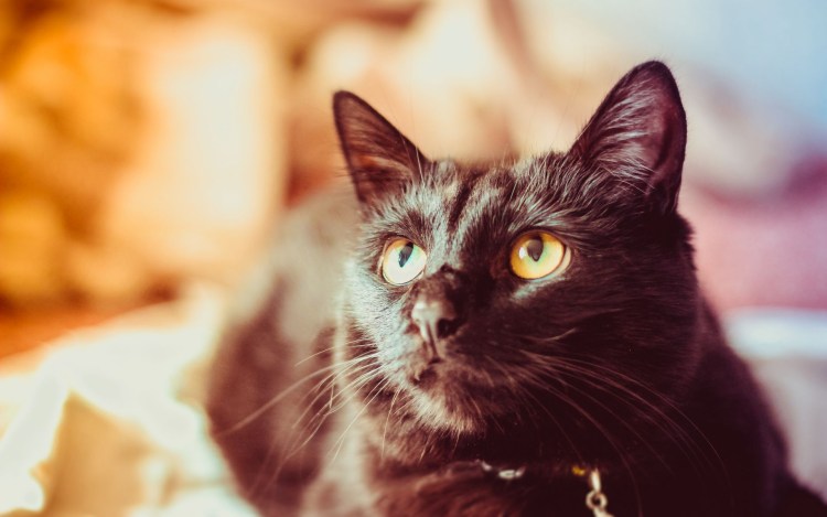 Злой черный кот