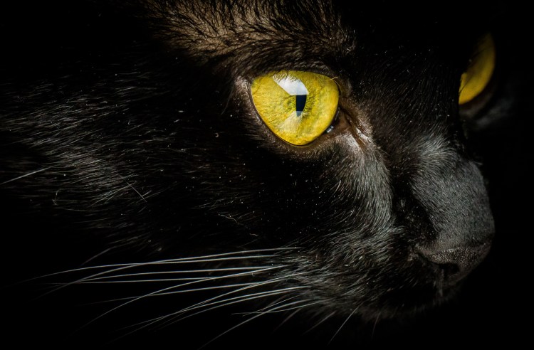 Кот на черном фоне