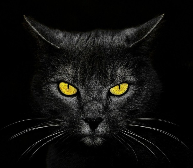 Чёрный ориентальный кот с голубыми глазами