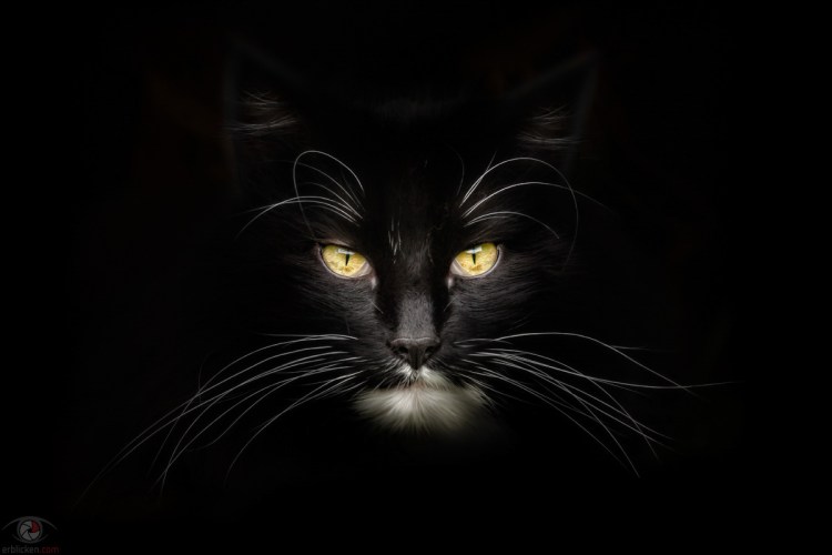 Черный кот аватар