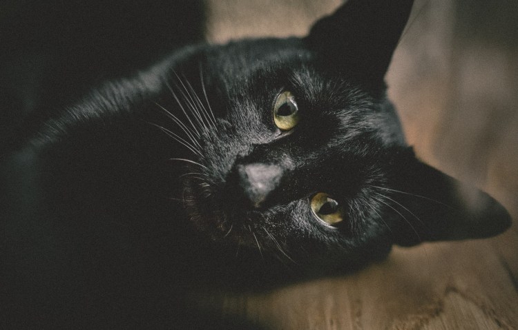 Кошачий глаз 9д Коди