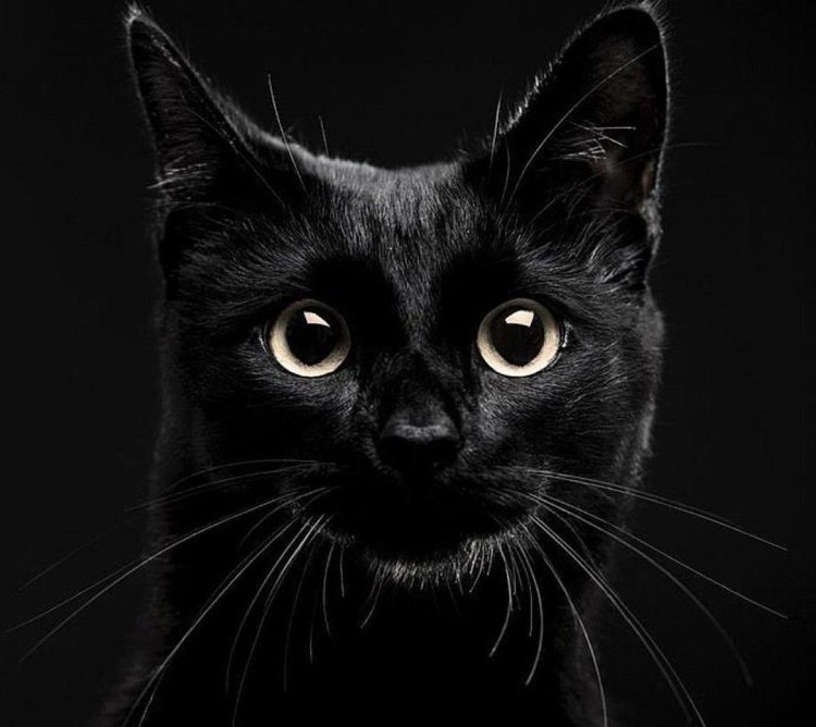 Чёрный кот