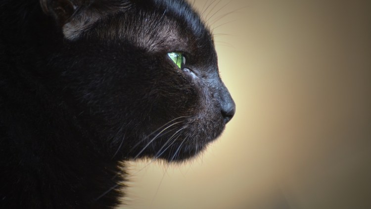 Черная кошка в профиль