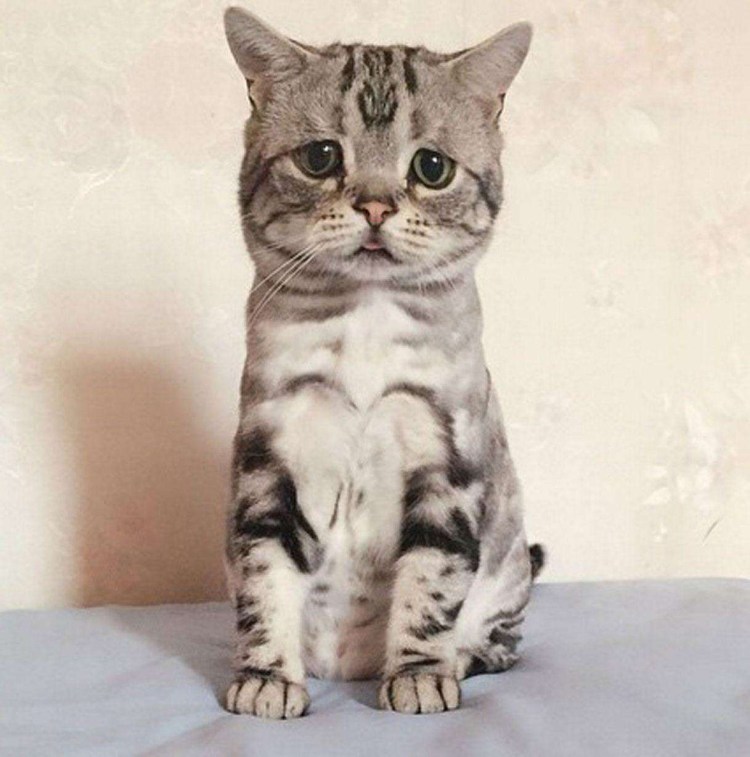 Грустный кот