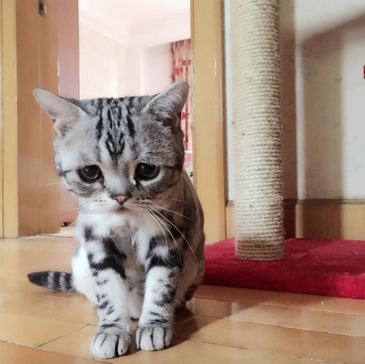 Кошки эти глаза напротив