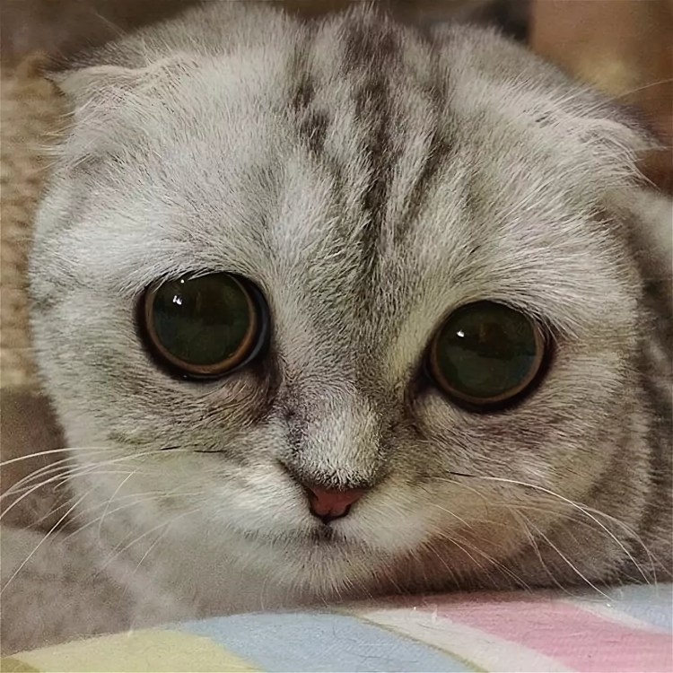 Грустный кот