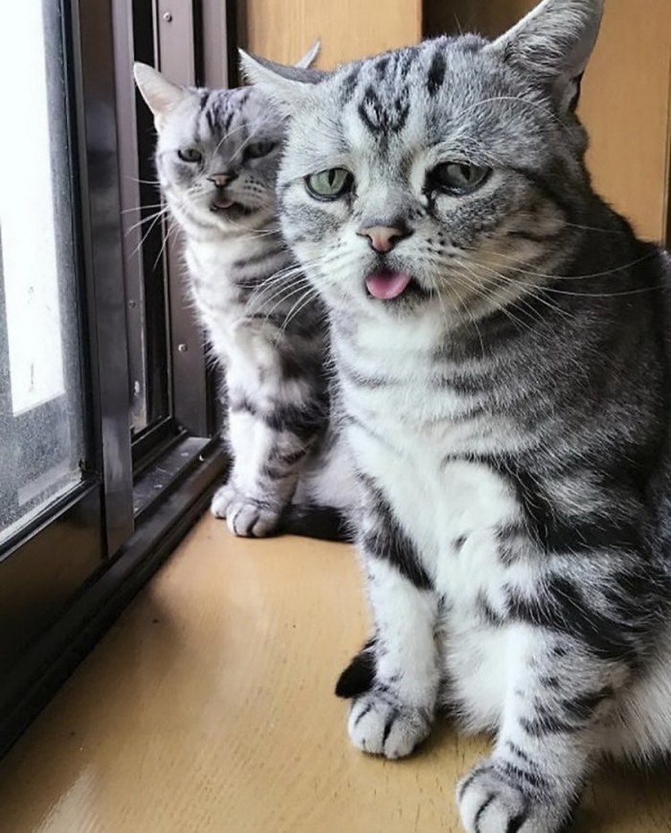 Грустный котик