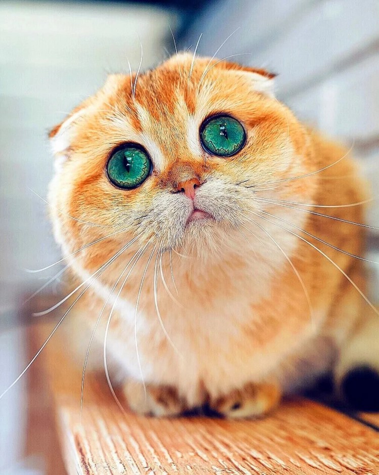 Вислоухий с большими глазами