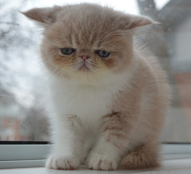 Порода Луху