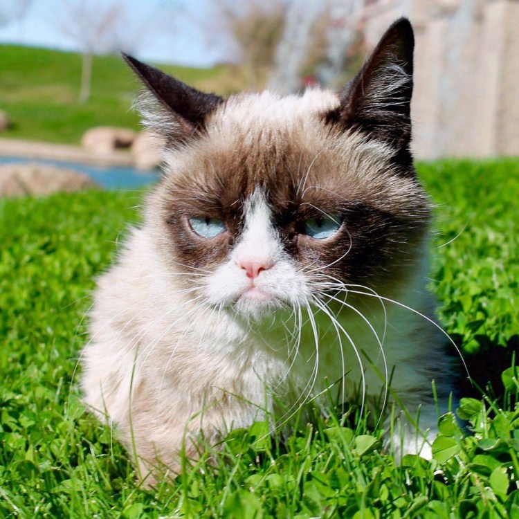 Grumpy Cat (Грампи Кэт).