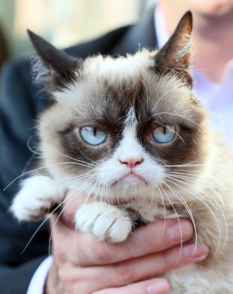 Экзотическая короткошерстная (exotic Shorthair) кошка.