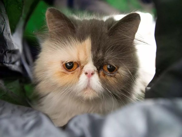 Кошка породы Луху