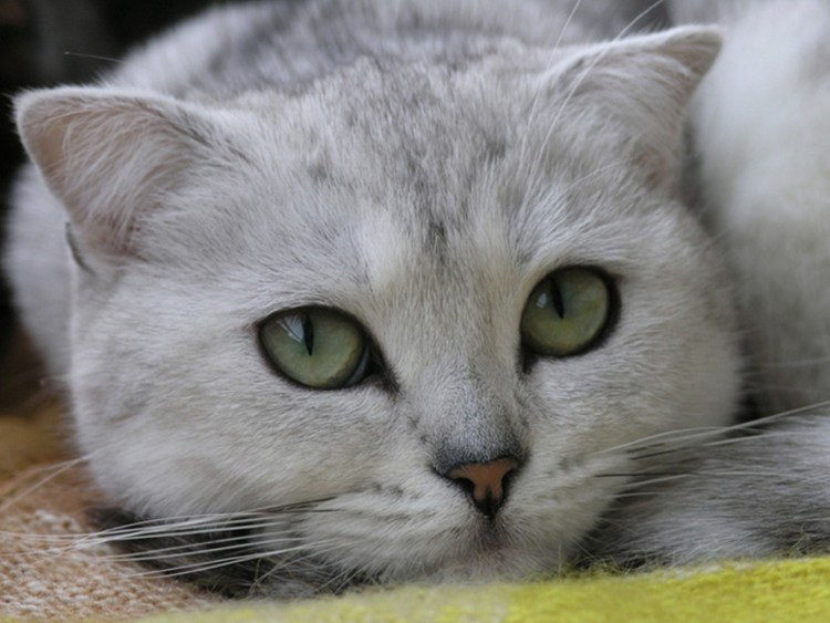 Кот с печальными глазами