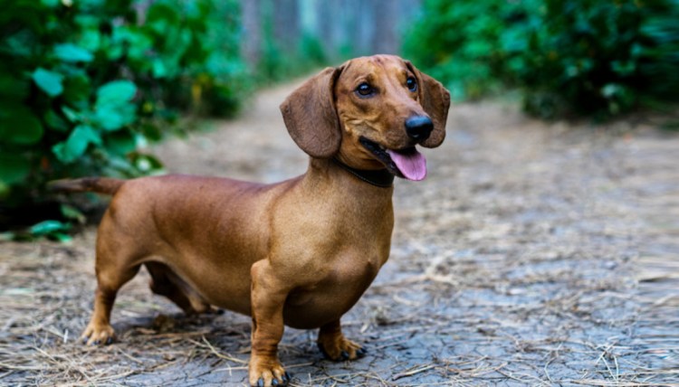 Такса Королевская порода