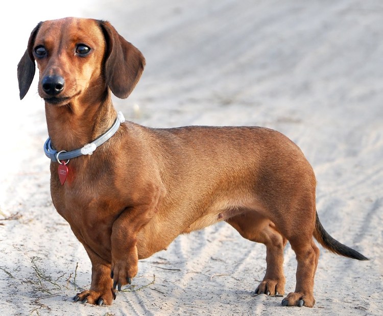 Кроличья такса (короткошерстная такса)