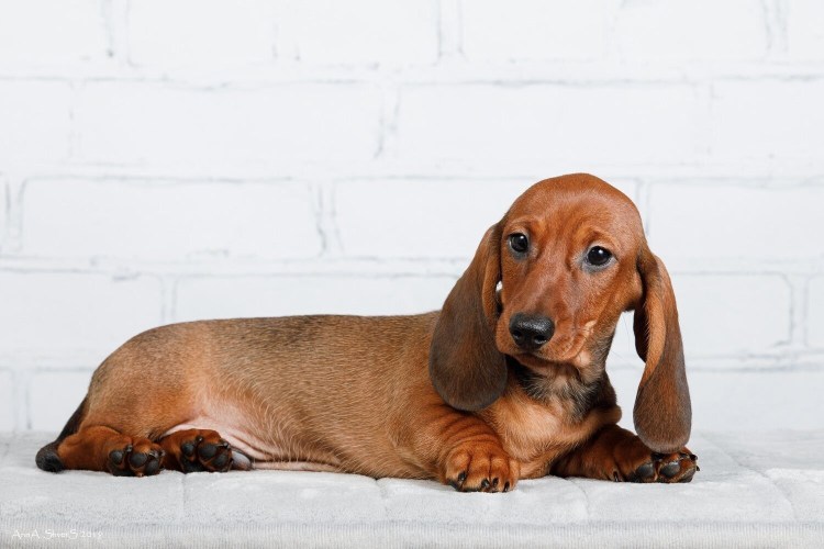 Такса кроличья гладкошерстная