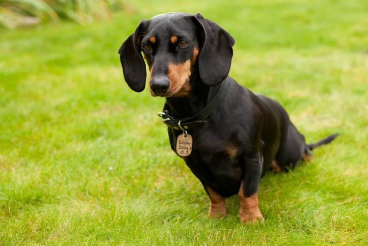 Такса гладкошерстная