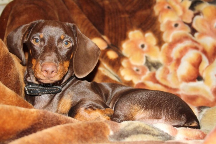 Щенки таксы