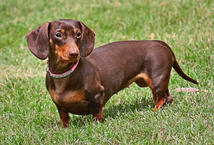 Такса карликовая гладкошерстная