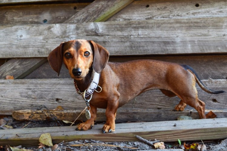 Мордочка таксы