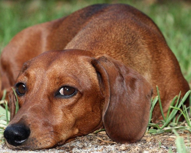 Такса собака