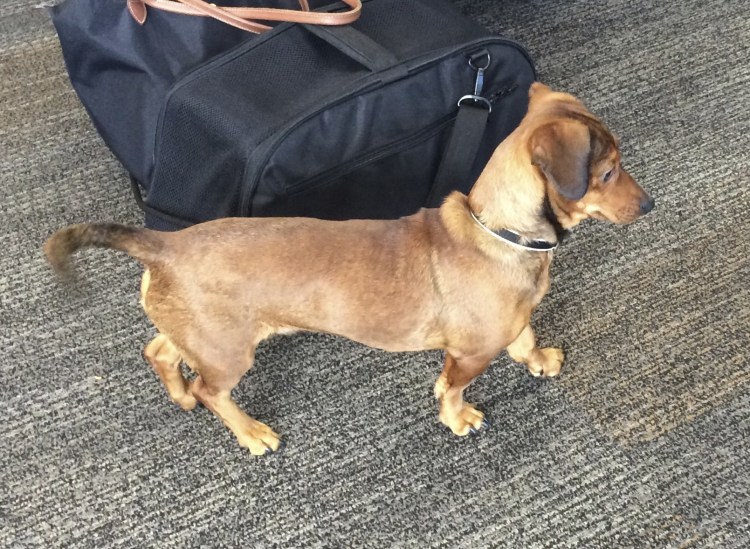 Метис таксы и бульдога