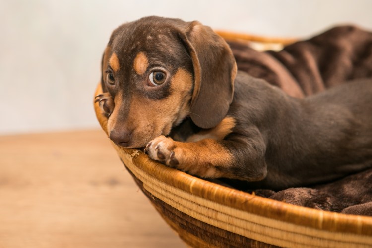 Норковая такса