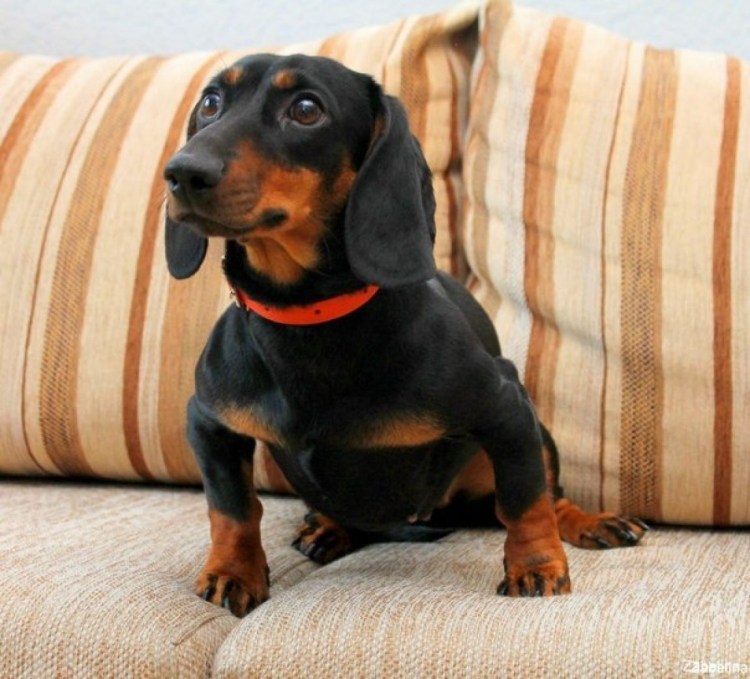 Канадская такса