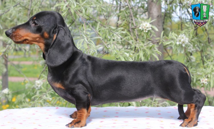 Королевская такса гладкошерстная