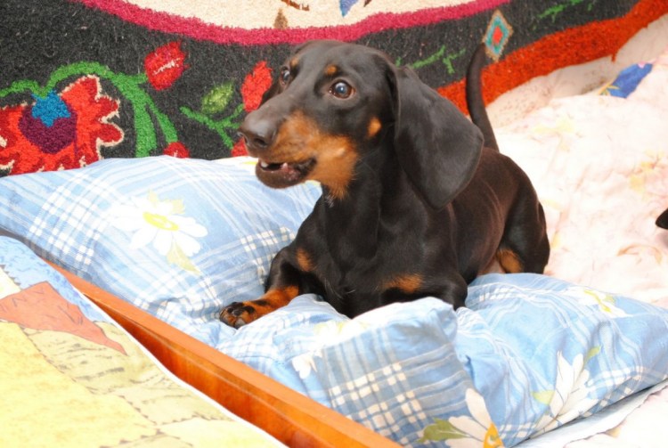 Охотничья такса большая