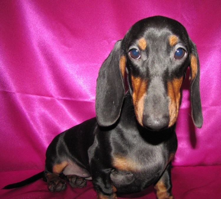 Породу королевских собак и такс