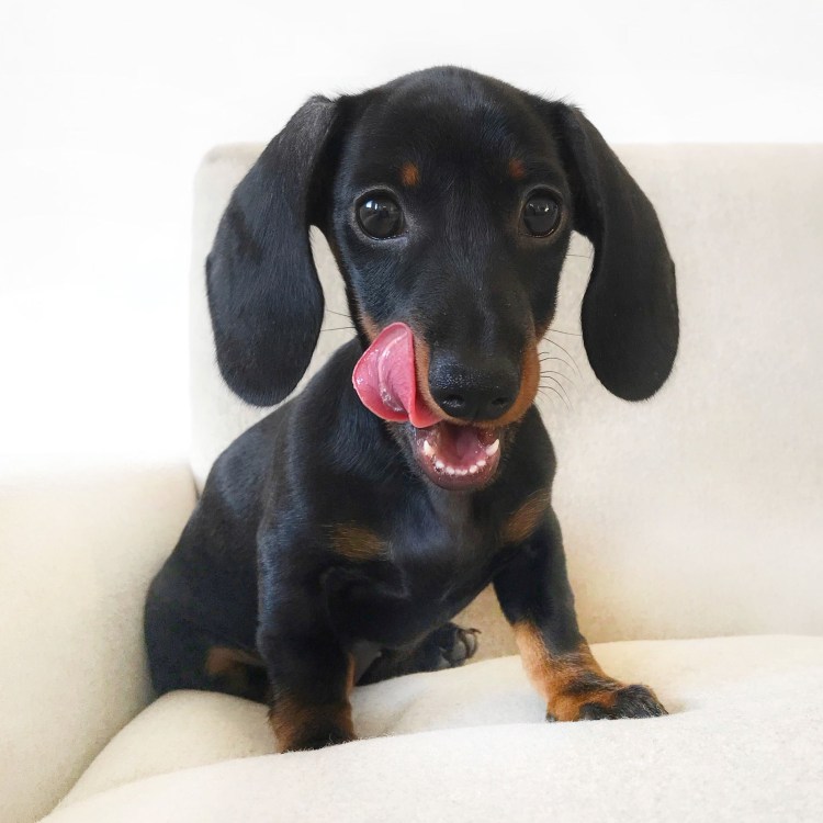 Такса или французский бульдог