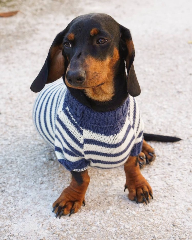 Французская такса