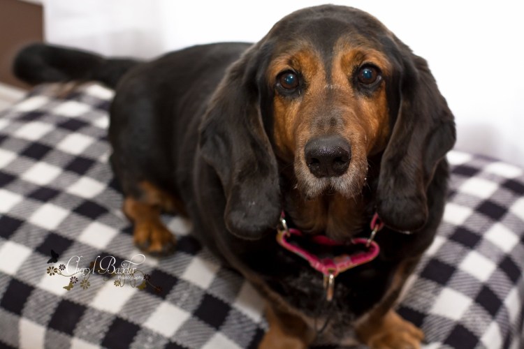 Кокер Бассет