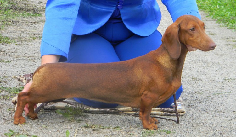 Такса чемпион мира